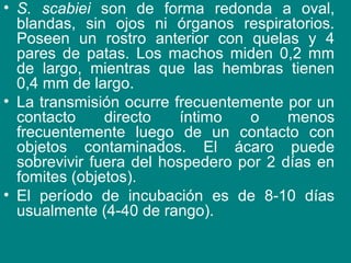 • S. scabiei son de forma redonda a oval,
blandas, sin ojos ni órganos respiratorios.
Poseen un rostro anterior con quelas y 4
pares de patas. Los machos miden 0,2 mm
de largo, mientras que las hembras tienen
0,4 mm de largo.
• La transmisión ocurre frecuentemente por un
contacto directo íntimo o menos
frecuentemente luego de un contacto con
objetos contaminados. El ácaro puede
sobrevivir fuera del hospedero por 2 días en
fomites (objetos).
• El período de incubación es de 8-10 días
usualmente (4-40 de rango).
 