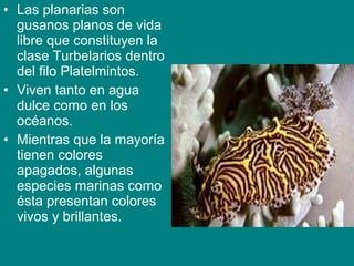 • Las planarias son
gusanos planos de vida
libre que constituyen la
clase Turbelarios dentro
del filo Platelmintos.
• Viven tanto en agua
dulce como en los
océanos.
• Mientras que la mayoría
tienen colores
apagados, algunas
especies marinas como
ésta presentan colores
vivos y brillantes.
 
