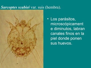 • Los parásitos,
microscópicament
e diminutos, labran
canales finos en la
piel donde ponen
sus huevos.
Sarcoptes scabiei var. suis (hembra).
 