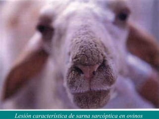 Lesión característica de sarna sarcóptica en ovinos
 