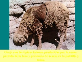 Oveja con las típicas lesiones producidas por la sarna:
pérdida de la lana y presencia de ácaros en la paletilla y
lomo.
 
