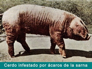 Cerdo infestado por ácaros de la sarna
 