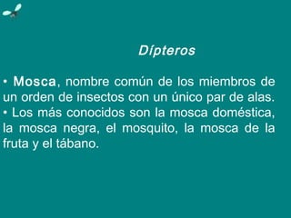 Dípteros
• Mosca, nombre común de los miembros de
un orden de insectos con un único par de alas.
• Los más conocidos son la mosca doméstica,
la mosca negra, el mosquito, la mosca de la
fruta y el tábano.
 