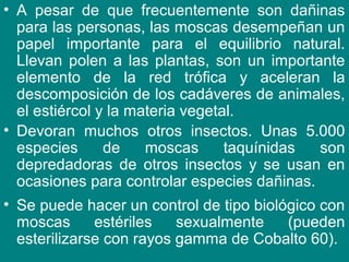• A pesar de que frecuentemente son dañinas
para las personas, las moscas desempeñan un
papel importante para el equilibrio natural.
Llevan polen a las plantas, son un importante
elemento de la red trófica y aceleran la
descomposición de los cadáveres de animales,
el estiércol y la materia vegetal.
• Devoran muchos otros insectos. Unas 5.000
especies de moscas taquínidas son
depredadoras de otros insectos y se usan en
ocasiones para controlar especies dañinas.
• Se puede hacer un control de tipo biológico con
moscas estériles sexualmente (pueden
esterilizarse con rayos gamma de Cobalto 60).
 