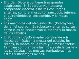 • El orden Díptera contiene tres grandes
subórdenes. El Suborden Nematocera
comprende insectos esbeltos con largas
antenas, como el mosquito, zancudos, jejenes,
el quironómido, el cecidomido, y la mosca
negra.
• Los miembros del otro suborden (Brachycera)
tienen el cuerpo más robusto y antenas cortas;
entre ellos se encuentran el tábano y la mosca
de los caballos.
• El Suborden Cyclorrhapha comprende a la
mosca doméstica, la mosca del establo, los
reznos, la mosca de la fruta y la mosca tsetsé.
También comprende a las moscas de la carne y
las sarcófagas, las moscas zumbadoras, los
estros y melófagos ovinos.
 
