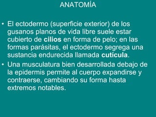 ANATOMÍA
• El ectodermo (superficie exterior) de los
gusanos planos de vida libre suele estar
cubierto de cilios en forma de pelo; en las
formas parásitas, el ectodermo segrega una
sustancia endurecida llamada cutícula.
• Una musculatura bien desarrollada debajo de
la epidermis permite al cuerpo expandirse y
contraerse, cambiando su forma hasta
extremos notables.
 