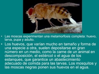 • Las moscas experimentan una metamorfosis completa: huevo,
larva, pupa y adulto.
• Los huevos, que varían mucho en tamaño y forma de
una especie a otra, suelen depositarse en gran
número en un medio, como la carne de un animal en
descomposición, el estiércol o el agua de los
estanques, que garantice un abastecimiento
adecuado de comida para las larvas. Los mosquitos y
las moscas negras ponen sus huevos en el agua.
 