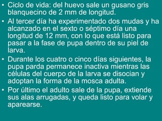 • Ciclo de vida: del huevo sale un gusano gris
blanquecino de 2 mm de longitud.
• Al tercer día ha experimentado dos mudas y ha
alcanzado en el sexto o séptimo día una
longitud de 12 mm, con lo que está listo para
pasar a la fase de pupa dentro de su piel de
larva.
• Durante los cuatro o cinco días siguientes, la
pupa parda permanece inactiva mientras las
células del cuerpo de la larva se disocian y
adoptan la forma de la mosca adulta.
• Por último el adulto sale de la pupa, extiende
sus alas arrugadas, y queda listo para volar y
aparearse.
 