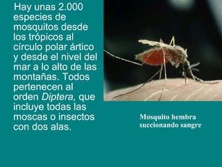 Hay unas 2.000
especies de
mosquitos desde
los trópicos al
círculo polar ártico
y desde el nivel del
mar a lo alto de las
montañas. Todos
pertenecen al
orden Diptera, que
incluye todas las
moscas o insectos
con dos alas.
Mosquito hembra
succionando sangre
 