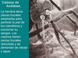 Cabeza de
Anófeles.
La hembra tiene
piezas bucales
adaptadas para
perforar la piel de
los mamíferos y
succionar su
sangre. Los
machos tienen
piezas bucales
reducidas y se
alimentan de néctar
y agua.
 