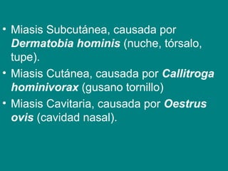 • Miasis Subcutánea, causada por
Dermatobia hominis (nuche, tórsalo,
tupe).
• Miasis Cutánea, causada por Callitroga
hominivorax (gusano tornillo)
• Miasis Cavitaria, causada por Oestrus
ovis (cavidad nasal).
 
