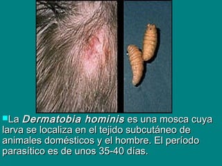 LaLa Dermatobia hominisDermatobia hominis es una mosca cuyaes una mosca cuya
larva se localiza en el tejido subcutáneo delarva se localiza en el tejido subcutáneo de
animales domésticos y el hombre. El períodoanimales domésticos y el hombre. El período
parasítico es de unos 35-40 días.parasítico es de unos 35-40 días.
 