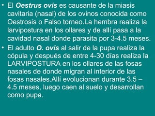 • El Oestrus ovis es causante de la miasis
cavitaria (nasal) de los ovinos conocida como
Oestrosis o Falso torneo.La hembra realiza la
larvipostura en los ollares y de allí pasa a la
cavidad nasal donde parasita por 3-4.5 meses.
• El adulto O. ovis al salir de la pupa realiza la
cópula y después de entre 4-30 días realiza la
LARVIPOSTURA en los ollares de las fosas
nasales de donde migran al interior de las
fosas nasales.Allí evolucionan durante 3.5 –
4.5 meses, luego caen al suelo y desarrollan
como pupa.
 