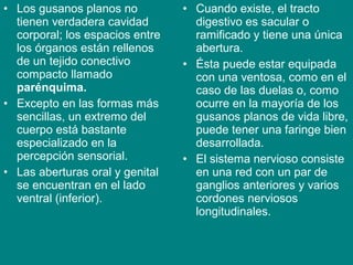 • Los gusanos planos no
tienen verdadera cavidad
corporal; los espacios entre
los órganos están rellenos
de un tejido conectivo
compacto llamado
parénquima.
• Excepto en las formas más
sencillas, un extremo del
cuerpo está bastante
especializado en la
percepción sensorial.
• Las aberturas oral y genital
se encuentran en el lado
ventral (inferior).
• Cuando existe, el tracto
digestivo es sacular o
ramificado y tiene una única
abertura.
• Ésta puede estar equipada
con una ventosa, como en el
caso de las duelas o, como
ocurre en la mayoría de los
gusanos planos de vida libre,
puede tener una faringe bien
desarrollada.
• El sistema nervioso consiste
en una red con un par de
ganglios anteriores y varios
cordones nerviosos
longitudinales.
 