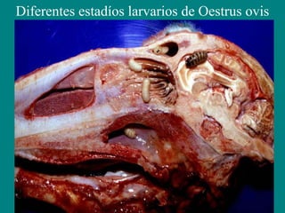 Diferentes estadíos larvarios de Oestrus ovis
 