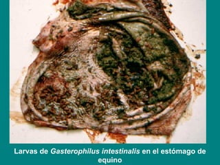 Larvas de Gasterophilus intestinalis en el estómago de
equino
 
