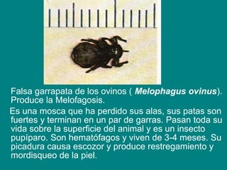 Falsa garrapata de los ovinos ( Melophagus ovinus).
Produce la Melofagosis.
Es una mosca que ha perdido sus alas, sus patas son
fuertes y terminan en un par de garras. Pasan toda su
vida sobre la superficie del animal y es un insecto
pupíparo. Son hematófagos y viven de 3-4 meses. Su
picadura causa escozor y produce restregamiento y
mordisqueo de la piel.
 