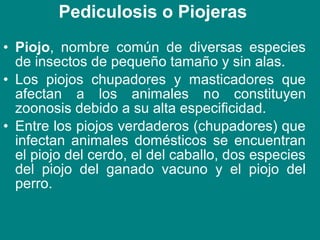 Pediculosis o Piojeras
• Piojo, nombre común de diversas especies
de insectos de pequeño tamaño y sin alas.
• Los piojos chupadores y masticadores que
afectan a los animales no constituyen
zoonosis debido a su alta especificidad.
• Entre los piojos verdaderos (chupadores) que
infectan animales domésticos se encuentran
el piojo del cerdo, el del caballo, dos especies
del piojo del ganado vacuno y el piojo del
perro.
 