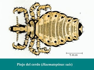 Piojo del cerdo (Haematopinus suis)
 