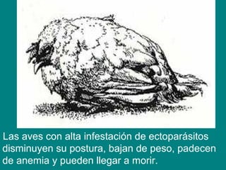 Las aves con alta infestación de ectoparásitos
disminuyen su postura, bajan de peso, padecen
de anemia y pueden llegar a morir.
 