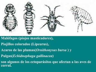 Malófagos (piojos masticadores),
Piojillos colorados (Lipeurus),
Acaros de las plumas(Ornithonysus bursa ) y
Pulgas(Echidnophaga gallinacea)
son algunos de los ectoparásitos que afectan a las aves de
corral.
 