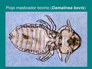 Piojo masticador bovino (Damalinea bovis)
 