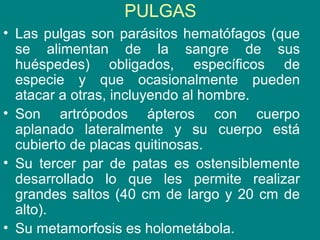 PULGAS
• Las pulgas son parásitos hematófagos (que
se alimentan de la sangre de sus
huéspedes) obligados, específicos de
especie y que ocasionalmente pueden
atacar a otras, incluyendo al hombre.
• Son artrópodos ápteros con cuerpo
aplanado lateralmente y su cuerpo está
cubierto de placas quitinosas.
• Su tercer par de patas es ostensiblemente
desarrollado lo que les permite realizar
grandes saltos (40 cm de largo y 20 cm de
alto).
• Su metamorfosis es holometábola.
 