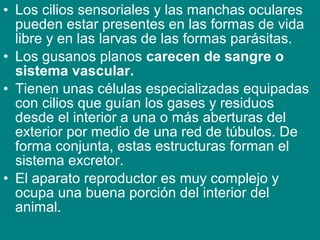 • Los cilios sensoriales y las manchas oculares
pueden estar presentes en las formas de vida
libre y en las larvas de las formas parásitas.
• Los gusanos planos carecen de sangre o
sistema vascular.
• Tienen unas células especializadas equipadas
con cilios que guían los gases y residuos
desde el interior a una o más aberturas del
exterior por medio de una red de túbulos. De
forma conjunta, estas estructuras forman el
sistema excretor.
• El aparato reproductor es muy complejo y
ocupa una buena porción del interior del
animal.
 