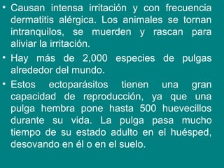 • Causan intensa irritación y con frecuencia
dermatitis alérgica. Los animales se tornan
intranquilos, se muerden y rascan para
aliviar la irritación.
• Hay más de 2,000 especies de pulgas
alrededor del mundo.
• Estos ectoparásitos tienen una gran
capacidad de reproducción, ya que una
pulga hembra pone hasta 500 huevecillos
durante su vida. La pulga pasa mucho
tiempo de su estado adulto en el huésped,
desovando en él o en el suelo.
 