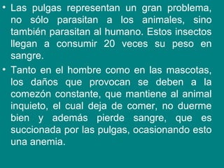 • Las pulgas representan un gran problema,
no sólo parasitan a los animales, sino
también parasitan al humano. Estos insectos
llegan a consumir 20 veces su peso en
sangre.
• Tanto en el hombre como en las mascotas,
los daños que provocan se deben a la
comezón constante, que mantiene al animal
inquieto, el cual deja de comer, no duerme
bien y además pierde sangre, que es
succionada por las pulgas, ocasionando esto
una anemia.
 