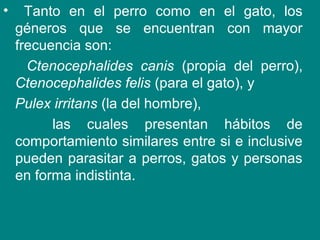• Tanto en el perro como en el gato, los
géneros que se encuentran con mayor
frecuencia son:
Ctenocephalides canis (propia del perro),
Ctenocephalides felis (para el gato), y
Pulex irritans (la del hombre),
las cuales presentan hábitos de
comportamiento similares entre si e inclusive
pueden parasitar a perros, gatos y personas
en forma indistinta.
 