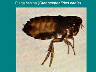 Pulga canina (Ctenocephalides canis)
 