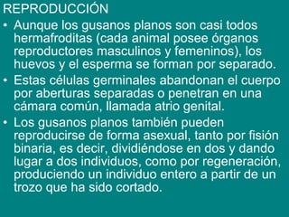 REPRODUCCIÓN
• Aunque los gusanos planos son casi todos
hermafroditas (cada animal posee órganos
reproductores masculinos y femeninos), los
huevos y el esperma se forman por separado.
• Estas células germinales abandonan el cuerpo
por aberturas separadas o penetran en una
cámara común, llamada atrio genital.
• Los gusanos planos también pueden
reproducirse de forma asexual, tanto por fisión
binaria, es decir, dividiéndose en dos y dando
lugar a dos individuos, como por regeneración,
produciendo un individuo entero a partir de un
trozo que ha sido cortado.
 