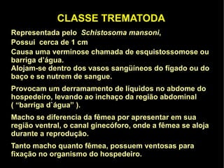 EXEMPLOS DE PLATELMINTOS PLANÁRIA Schistosoma mansoni Taenia solium 