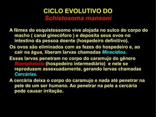 CLASSIFICAÇÃO Os platelmintos são divididos em 3 classes: TURBELLARIA TREMATODA CESTODA 