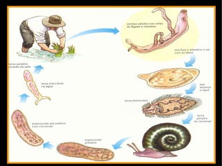 Apresentam simetria bilateral. 