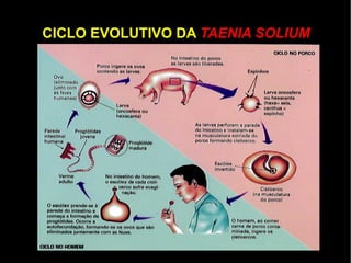 FECUNDAÇÃO CRUZADA Através do contato entre os poros genitais,  ocorre a trocas de gametas entre duas planárias 
