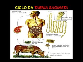 CLASSE TREMATODA Representada pelo  Schistosoma mansoni ,  