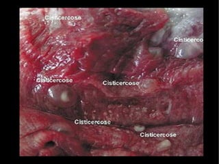 Macho se diferencia da fêmea por apresentar em sua região ventral, o canal ginecóforo, onde a fêmea se aloja durante a reprodução. 