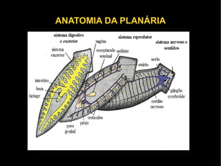 Alimentam-se de pequenos animais ( as planárias) ou de alimentos já digeridos (parasitas). 