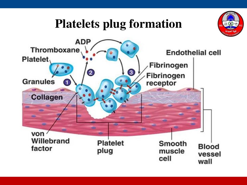 Blood Physiology Part IV Platelets and hemostasis