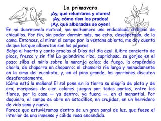 La primavera
                        ¡Ay, qué relumbres y olores!
                         ¡Ay, cómo ríen los prados!
                        ¡Ay, qué alboradas se oyen!
En mi duermevela matinal, me malhumora una endiablada chillería de
chiquillos. Por fin, sin poder dormir más, me echo, desesperado, de la
cama. Entonces, al mirar el campo por la ventana abierta, me doy cuenta
de que los que alborotan son los pájaros.
Salgo al huerto y canto gracias al Dios del día azul. ¡Libre concierto de
picos, fresco y sin fin! La golondrina riza, caprichosa, su gorjeo en el
pozo; silba el mirlo sobre la naranja caída; de fuego, la oropéndola
charla, de chaparro en chaparro; el chamariz ríe larga y menudamente
en la cima del eucalipto, y, en el pino grande, los gorriones discuten
desaforadamente.
¡Cómo está la mañana! El sol pone en la tierra su alegría de plata y de
oro; mariposas de cien colores juegan por todas partes, entre las
flores, por la casa — ya dentro, ya fuera —, en el manantial. Por
doquiera, el campo se abre en estadillos, en crujidos, en un hervidero
de vida sana y nueva.
Parece que estuviéramos dentro de un gran panal de luz, que fuese el
interior de una inmensa y cálida rosa encendida.
 