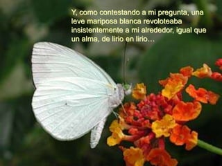 Y, como contestando a mi pregunta, una
leve mariposa blanca revoloteaba
insistentemente a mi alrededor, igual que
un alma, de lirio en lirio…
 
