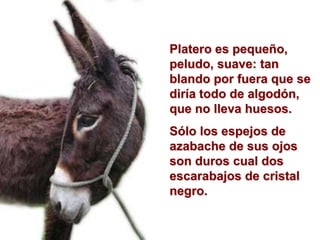 Platero es pequeño,
peludo, suave: tan
blando por fuera que se
diría todo de algodón,
que no lleva huesos.
Sólo los espejos de
azabache de sus ojos
son duros cual dos
escarabajos de cristal
negro.
 