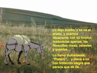 Lo dejo suelto, y se va al
prado, y acaricia
tibiamente con su hocico,
rozándolas apenas, las
florecillas rosas, celestes
y gualdas…
Lo llamo dulcemente:
“Platero”… y viene a mi
con trotecillo alegre que
parece que se ríe…
 