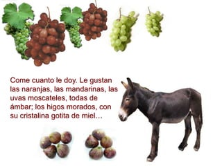 Come cuanto le doy. Le gustan
las naranjas, las mandarinas, las
uvas moscateles, todas de
ámbar; los higos morados, con
su cristalina gotita de miel…
 