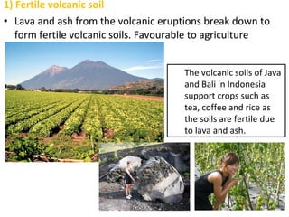 1) Fertile volcanic soil
• Lava and ash from the volcanic eruptions break down to
form fertile volcanic soils. Favourable to agriculture
The volcanic soils of Java
and Bali in Indonesia
support crops such as
tea, coffee and rice as
the soils are fertile due
to lava and ash.
 