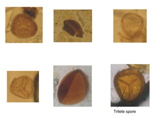 Trilete spore
 