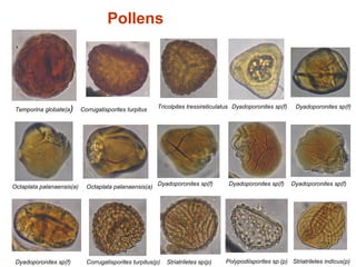 Temporina globate(a) Corrugatisporites turpitus Tricolpites tressireticulatus Dyadoporonites sp(f) Dyadoporonites sp(f)
Pollens
Octaplata palanaensis(a) Octaplata palanaensis(a)
Dyadoporonites sp(f) Dyadoporonites sp(f) Dyadoporonites sp(f)
Dyadoporonites sp(f) Corrugatisporites turpitus(p) Striatriletes sp(p) Polypodiisporites sp.(p) Striatriletes indicus(p)
 