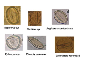 Aegicerus sp
Heritiera sp Aegicerus comiculatum
Xylicarpus sp Phoenix paludosa
Lumnitzera racemosa
 
